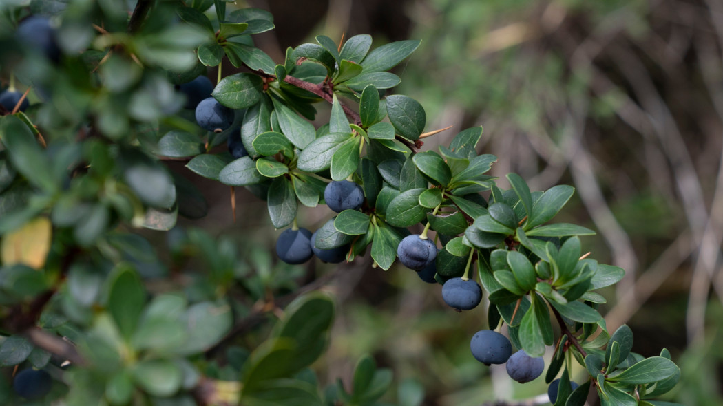 Berberys bukszpanolistny (Berberis microphylla)