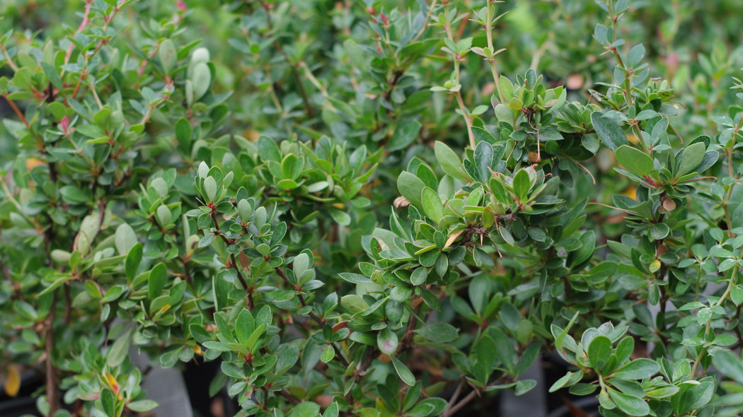 Berberys bukszpanolistny (Berberis microphylla)