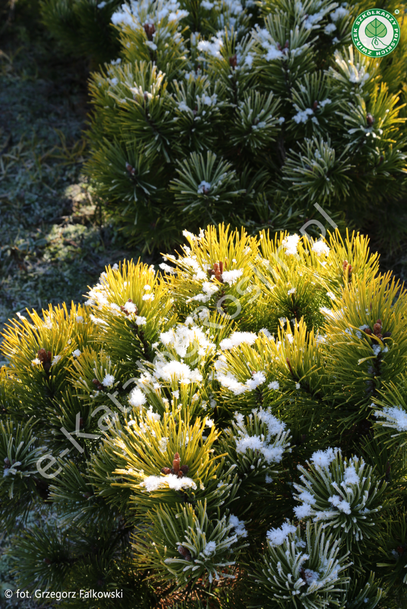 sosna górska (Pinus mugo) 'Ophir' zimą w ogrodzie