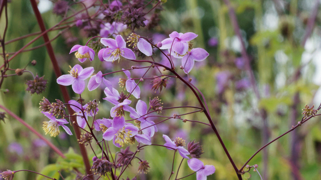 Rutewka Delavay'a (Thalictrum delavayi)