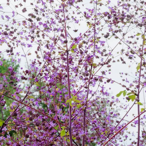 Rutewka Delavay'a