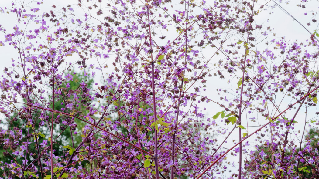 Rutewka Delavay'a (Thalictrum delavayi)