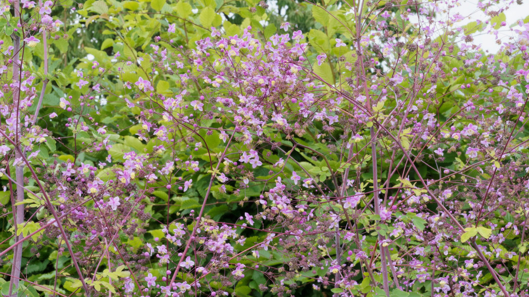 Rutewka Delavay'a (Thalictrum delavayi)