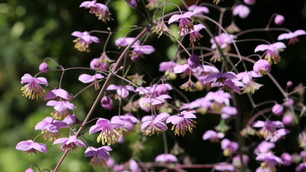 Rutewka Delavay'a (Thalictrum delavayi)