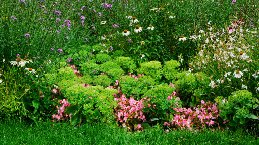 Rośliny wypełniające rabaty. Sposób na ogród pełen zieleni bez czekania