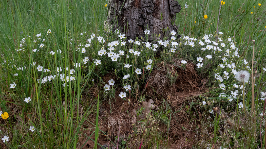 Piaskowiec górski (Arenaria montana)