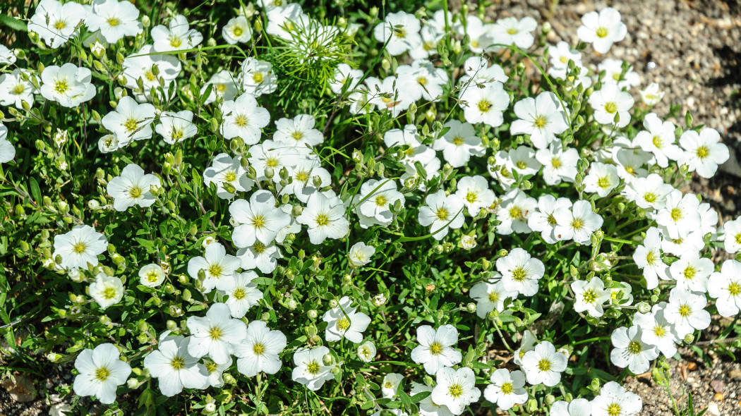 Piaskowiec górski (Arenaria montana)