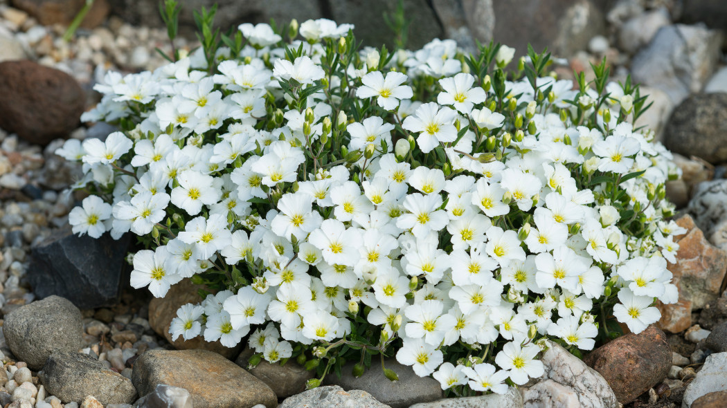 Piaskowiec górski (Arenaria montana)