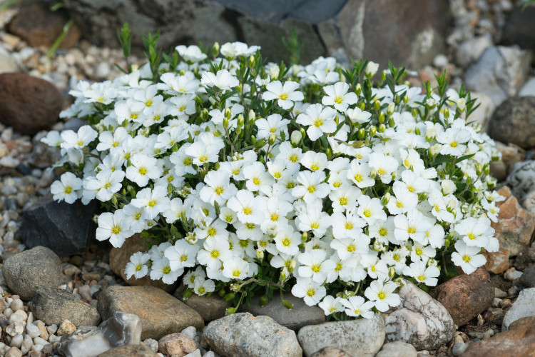 Piaskowiec górski 'Blizzard Compact'