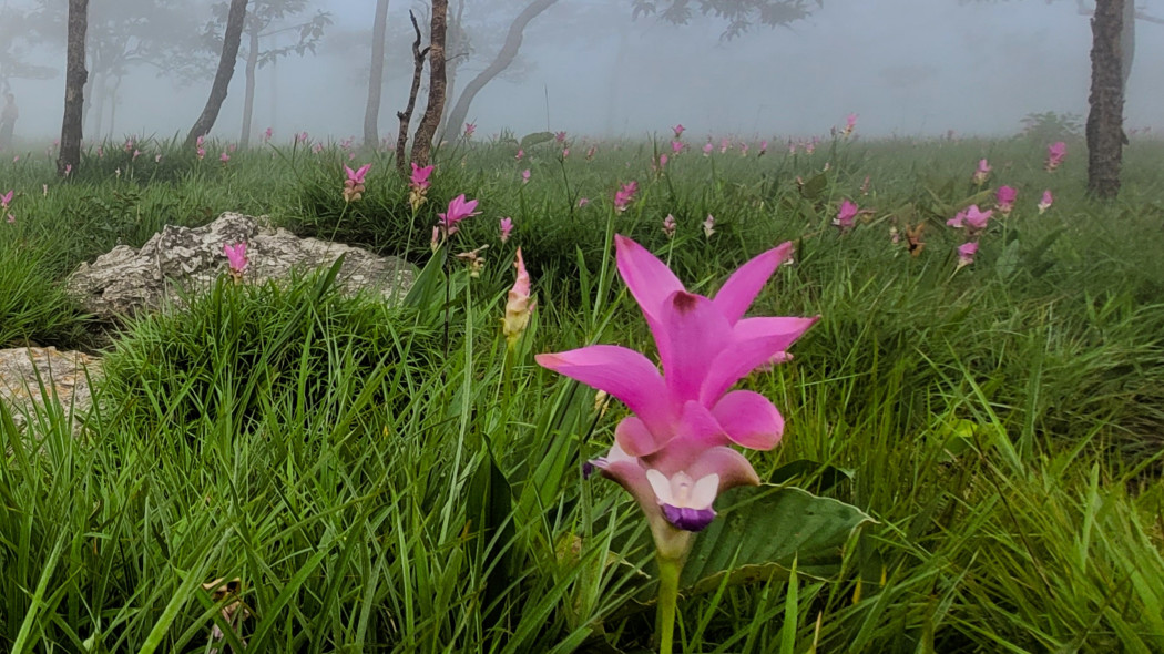 Ostryż żabieńcolistny, Tulipan Siam, Kurkuma wąskolistna - w naturze