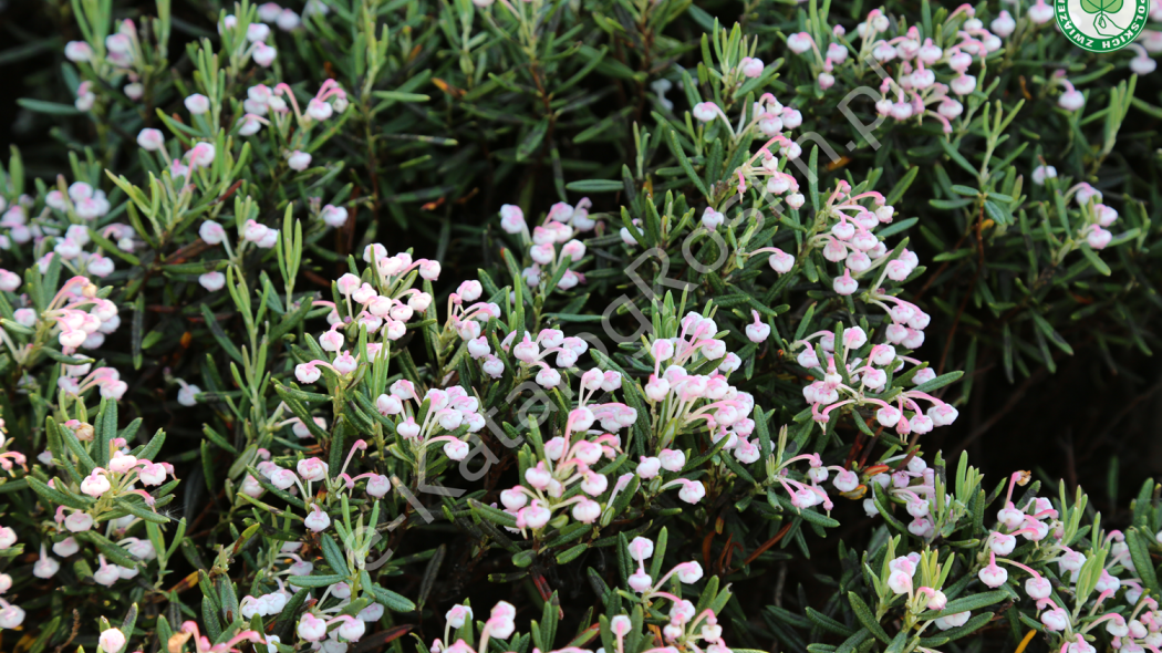 modrzewnica pospolita (Andromeda polifolia) Compacta kwitnąca na różowo w ogrodzie