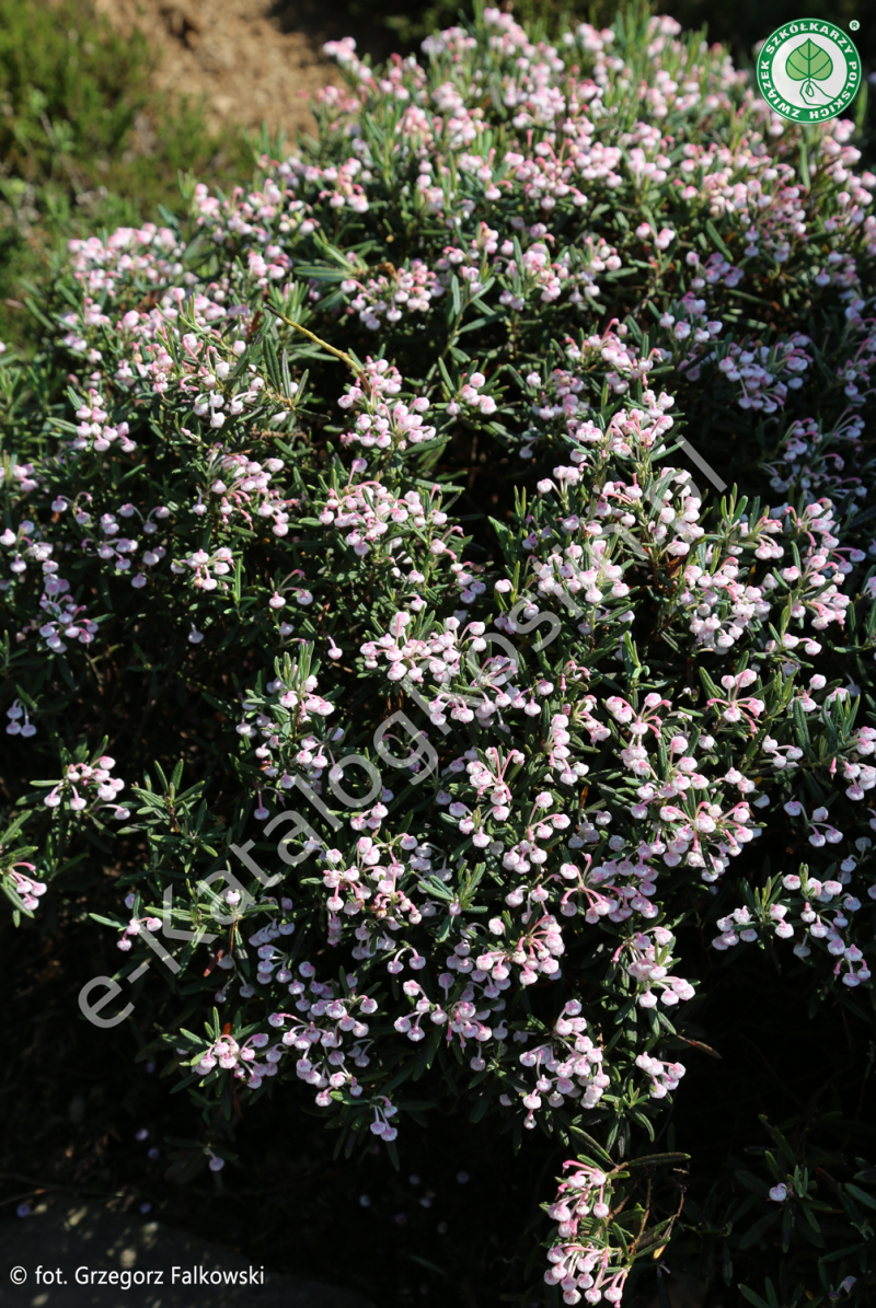 modrzewnica pospolita (Andromeda polifolia) Compacta