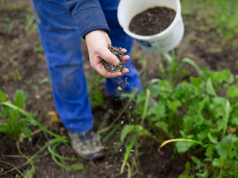 Błędy w nawożeniu roślin po zimie - brak nawożenia organicznego