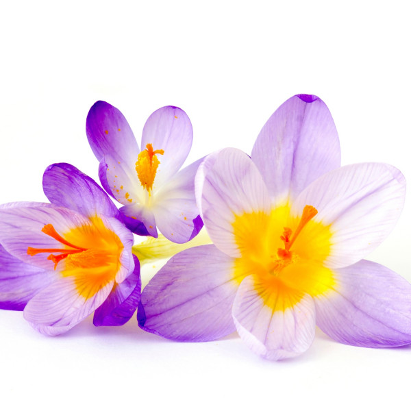 krokus (Crocus)