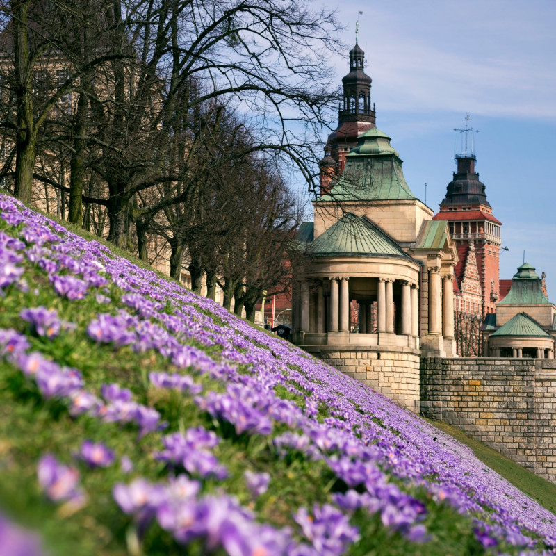 Wały Chrobrego w Szczecinie z kwitnącymi wiosną krokusami