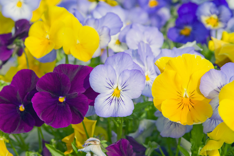 Bratek wielkokwiatowy (Viola x wittrockiana) 