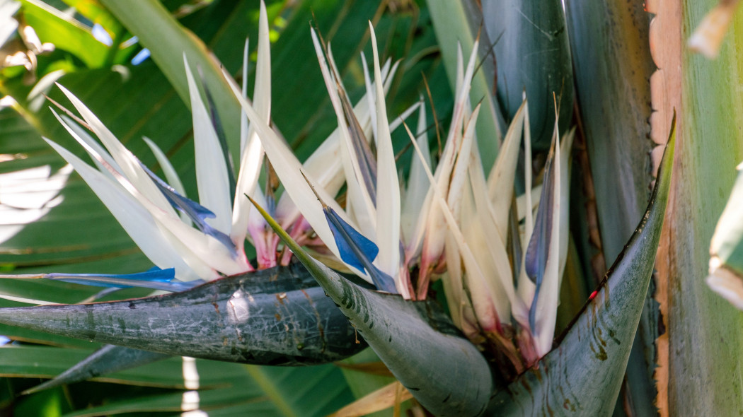 Strelicja biała (Strelitzia nicolai) kwiaty