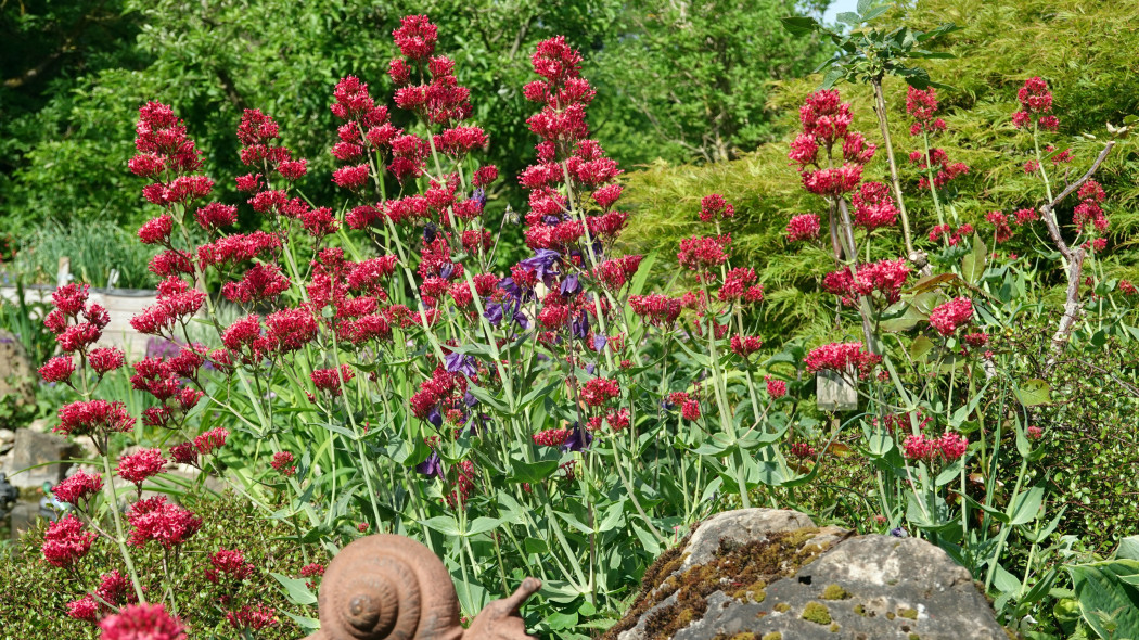 Ostrogowiec czerwony (Centranthus ruber)