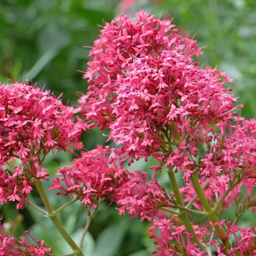 Ostrogowiec czerwony