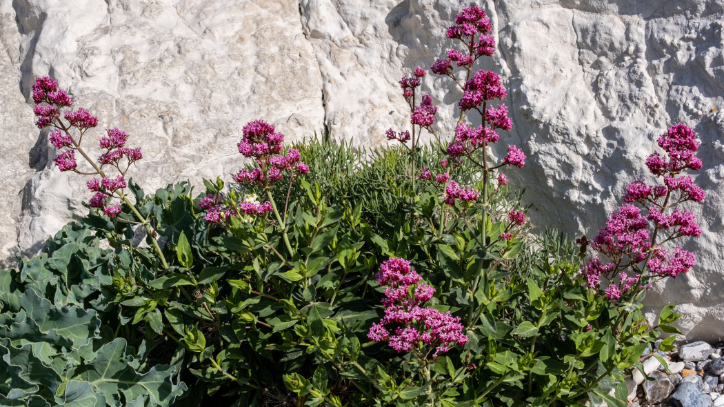 Ostrogowiec czerwony (Centranthus ruber)