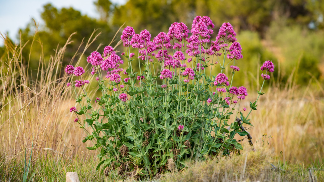 Ostrogowiec czerwony (Centranthus ruber)