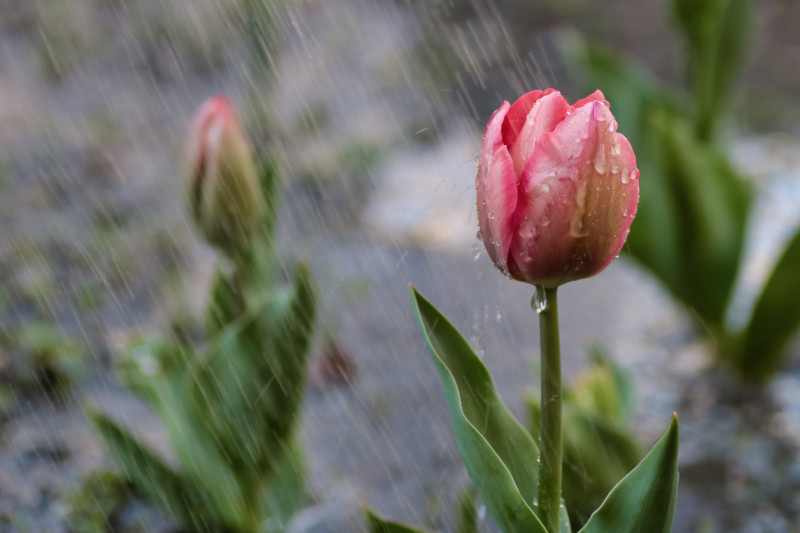 Podlewanie tulipanów