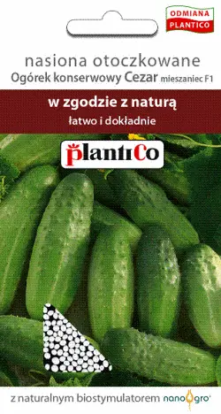 Ogórek CEZAR F1