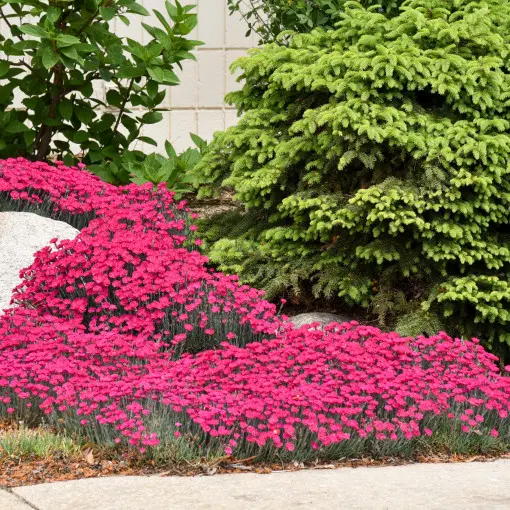 Goździk 'Paint the Town Magenta'