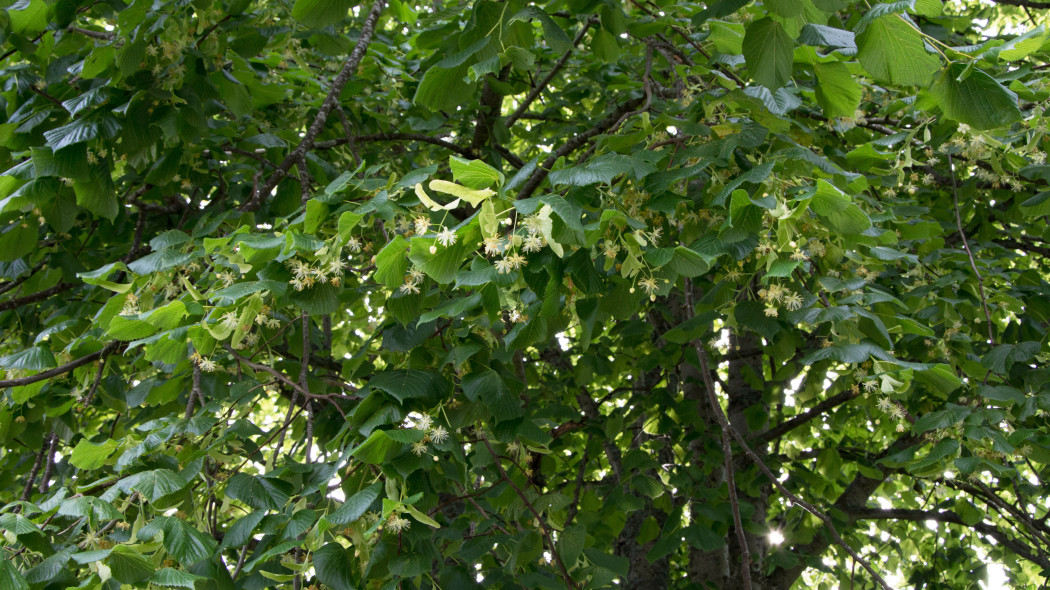 Lipa krymska (Tilia euchlora)