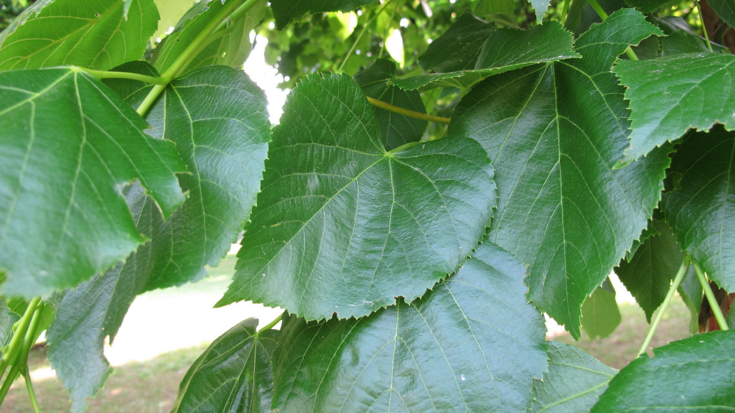 Lipa krymska (Tilia euchlora)