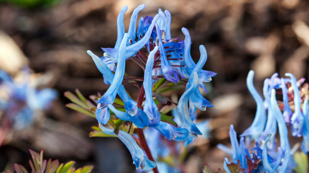 Kokorycz pogięta (Corydalis flexuosa)