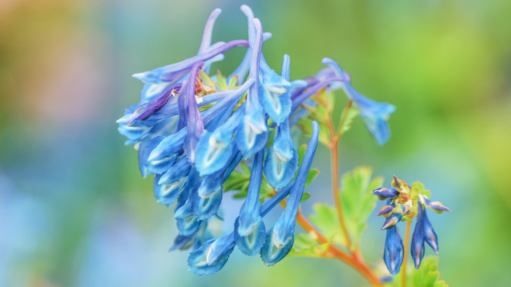 Kokorycz pogięta (Corydalis flexuosa)