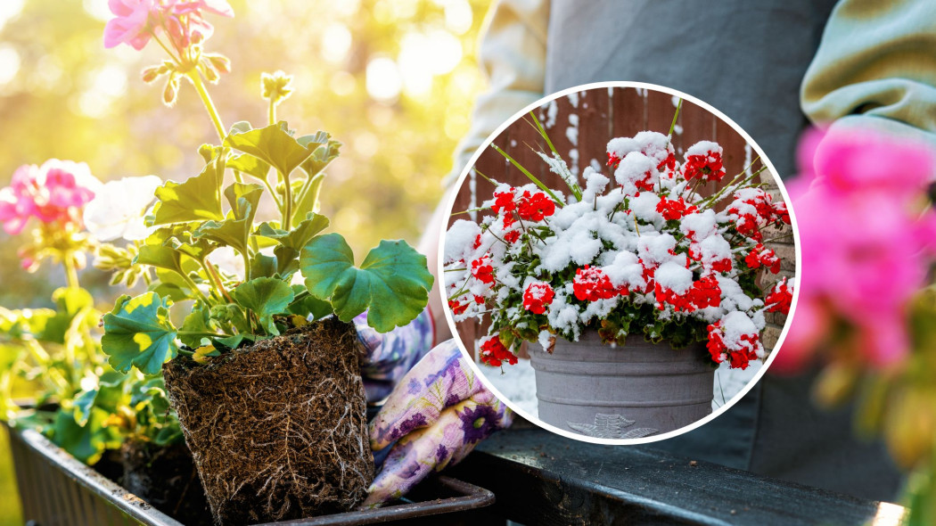 Bezpieczny termin sadzenia pelargonii