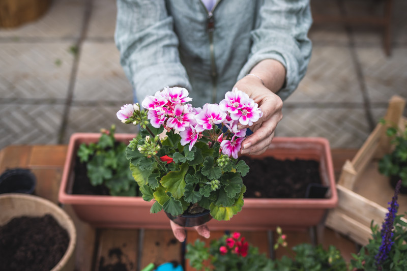 Sadzenie pelargonii po 15 maja