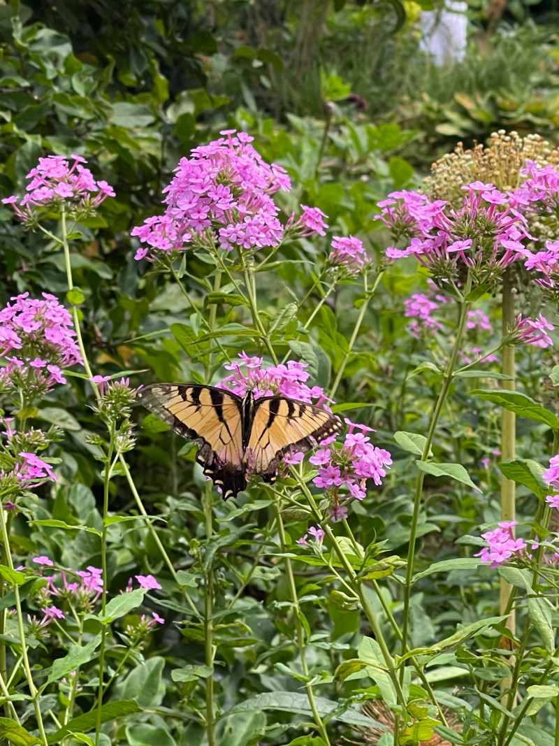 Phlox paniculata 'Jeana'