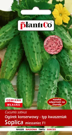 Ogórek SOPLICA F1