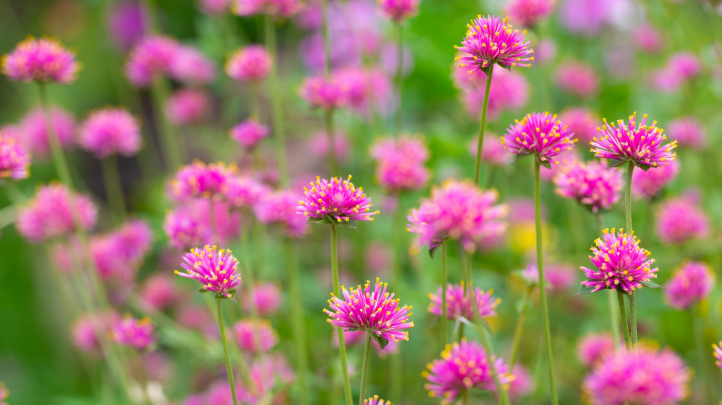 Gomphrena pulchella