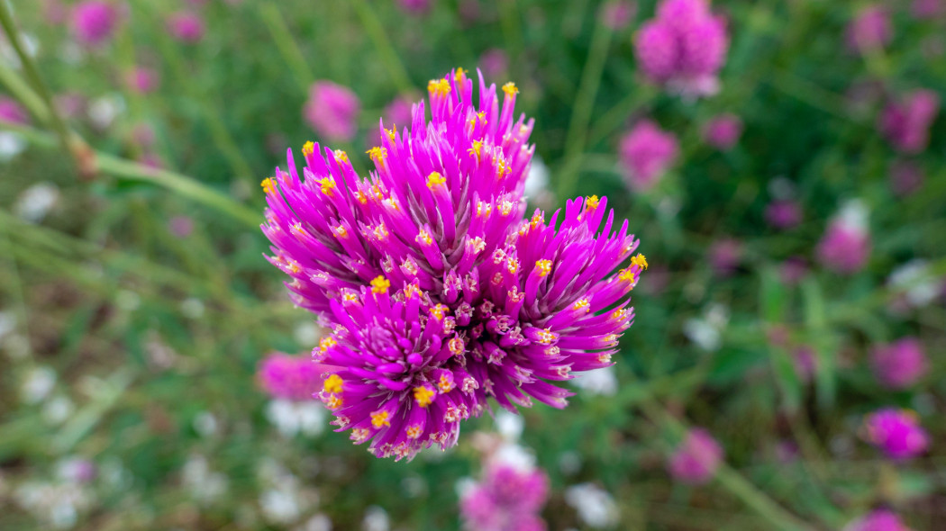 Gomphrena pulchella