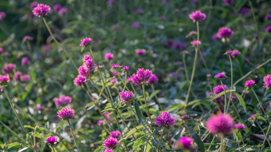 Gomphrena pulchella