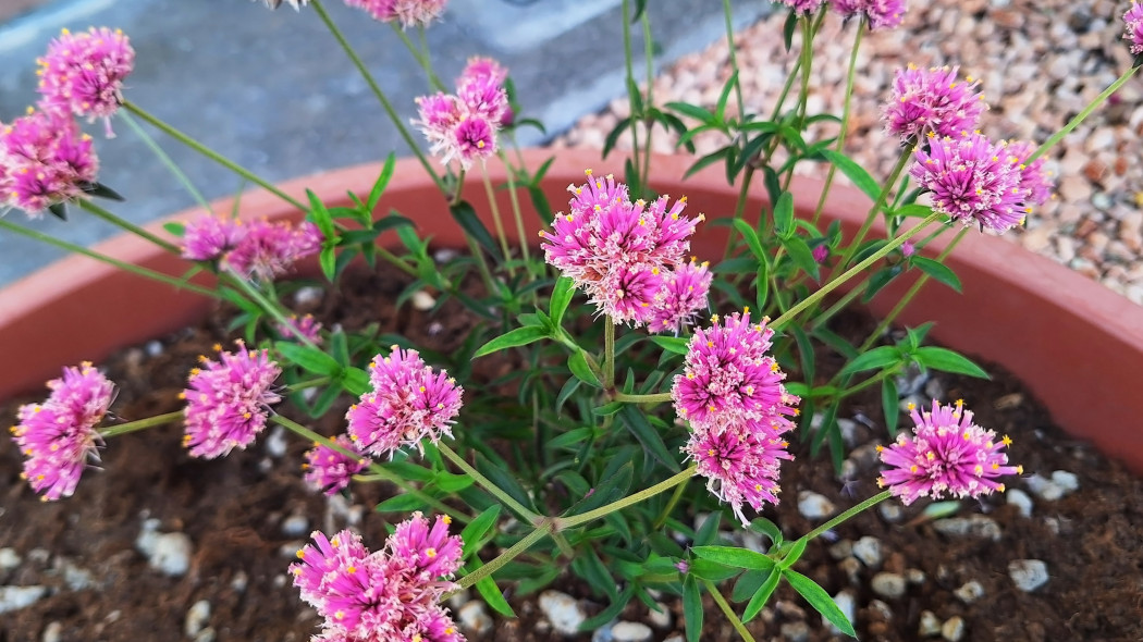 Gomphrena globosa