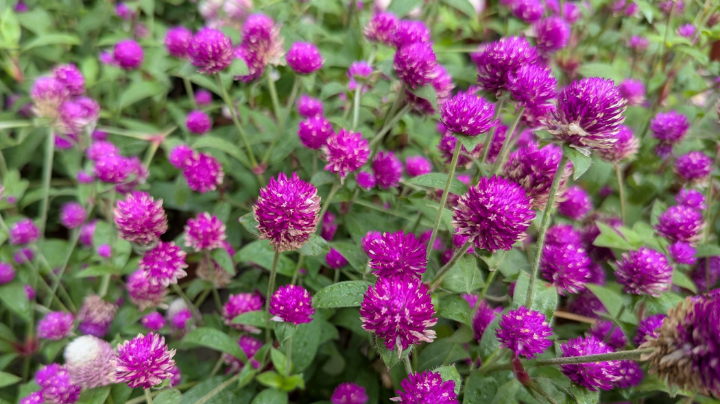 Gomphrena globosa