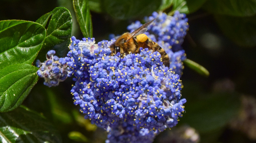 Prusznik Ceanothus