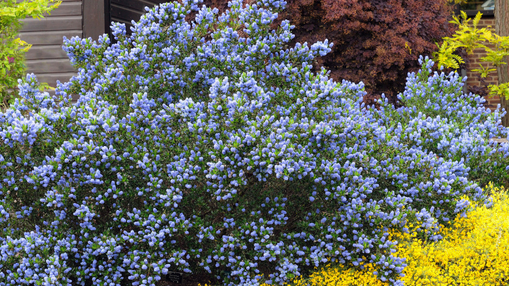 Prusznik Ceanothus