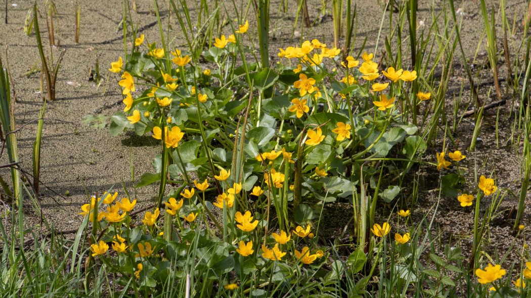 Knieć błotna, Kaczeniec (Caltha palustris)