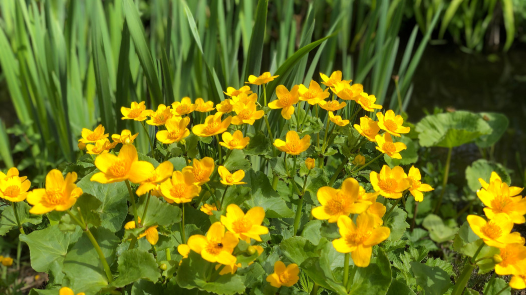 Knieć błotna, Kaczeniec (Caltha palustris)