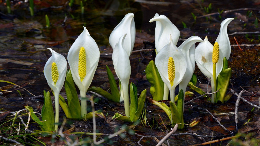 Tulejnik kamczacki (Lysichiton camtschatcensis)