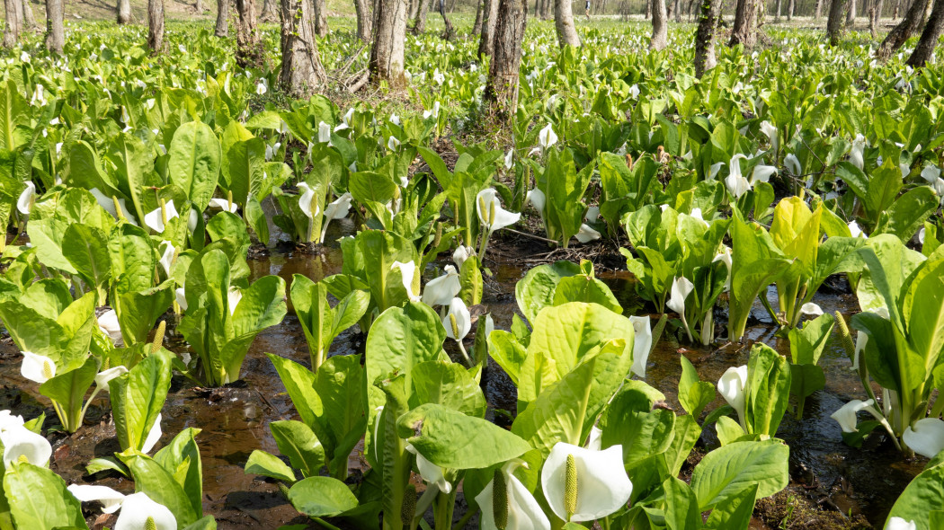 Tulejnik kamczacki (Lysichiton camtschatcensis)