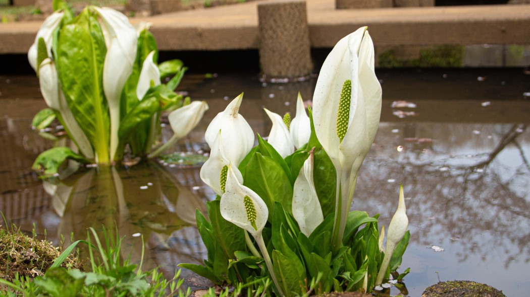 Tulejnik kamczacki (Lysichiton camtschatcensis)