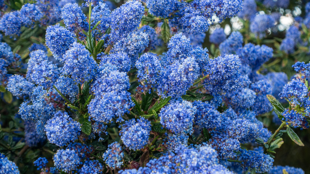 Prusznik niebieski (Ceanothus impressus)