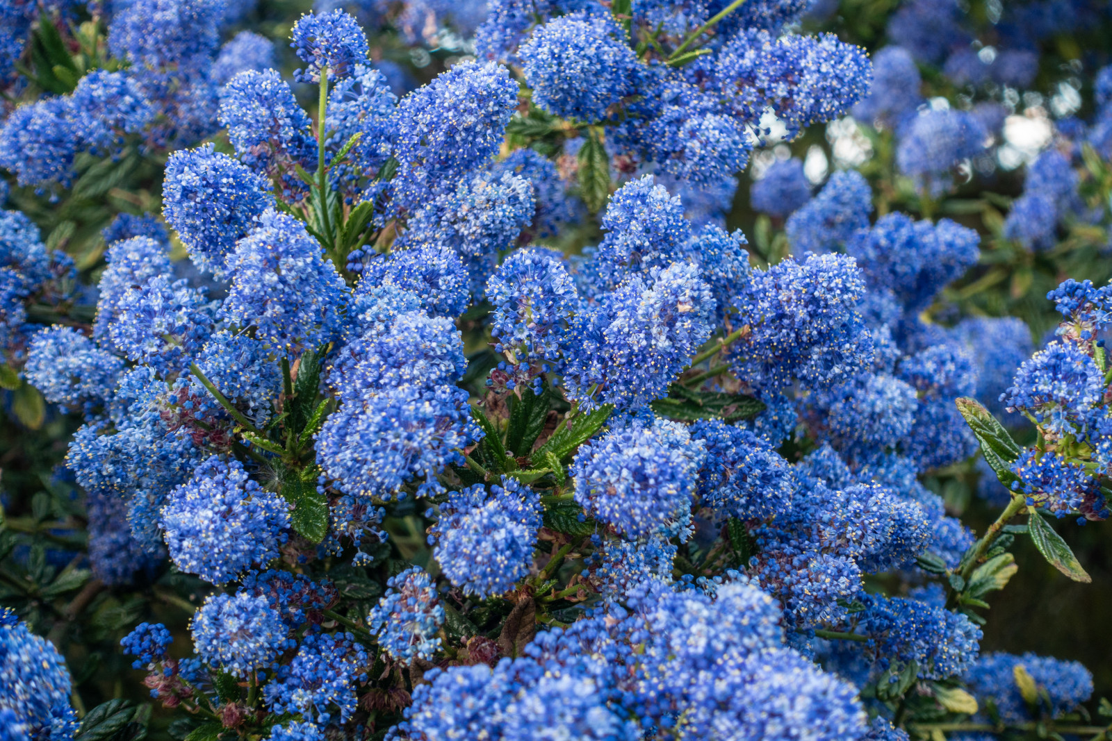 Prusznik Niebieski Bez Kalifornijski Ceanothus Impressus Opis 
